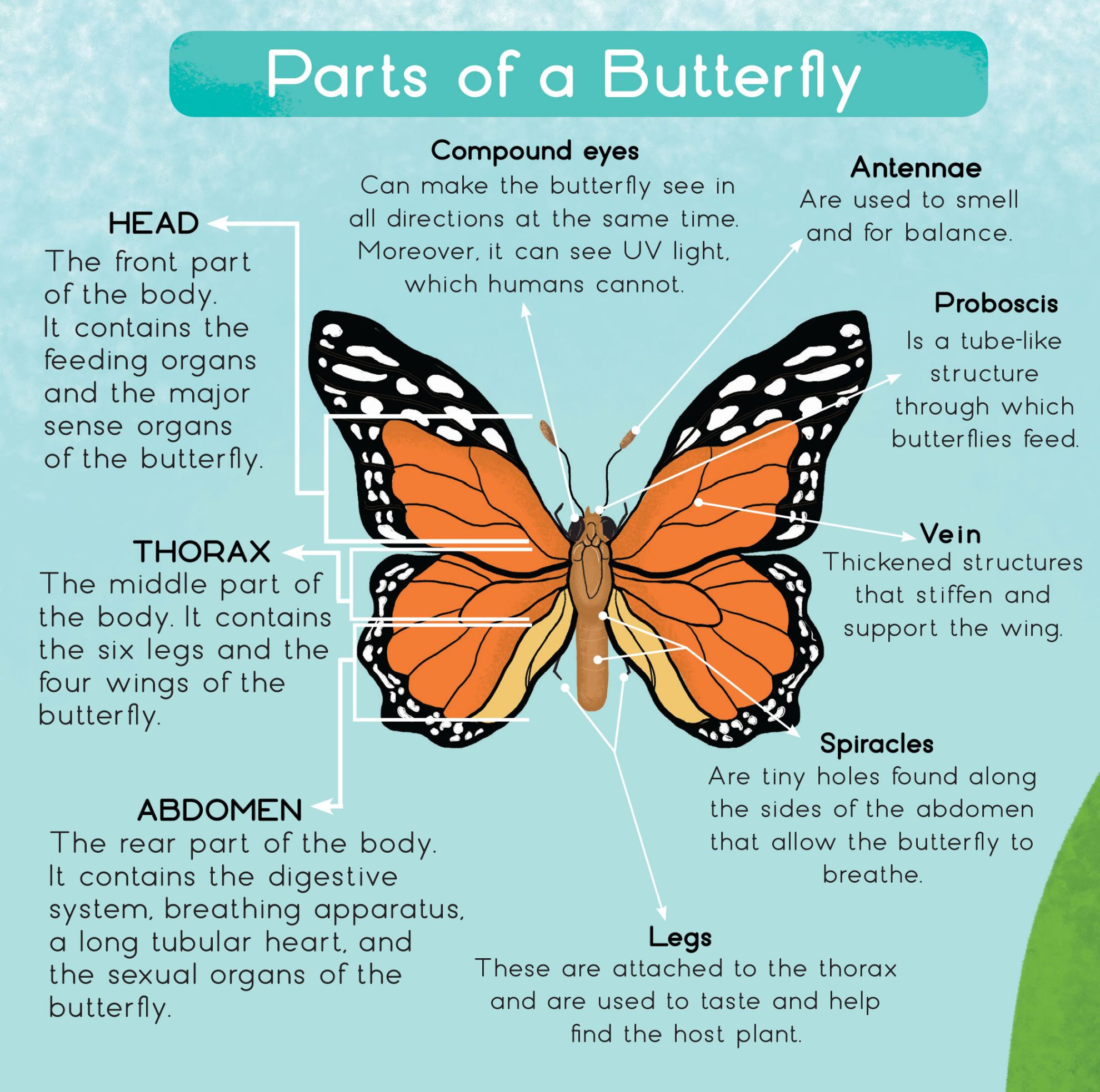 Learning is Fun. SMART KIDS LIFE CYCLE OF A BUTTERFLY