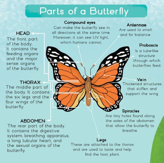 Learning is Fun. SMART KIDS LIFE CYCLE OF A BUTTERFLY