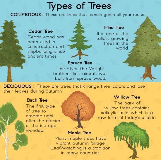 Learning is Fun. SMART KIDS LIFE CYCLE OF A TREE