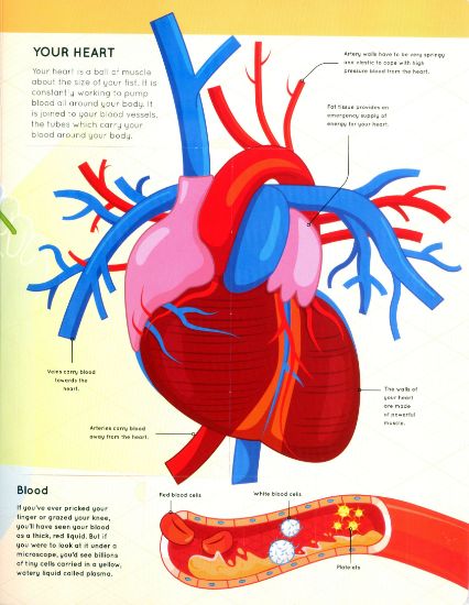 Learning is Fun. LIFT THE FLAPS-HUMAN BODY